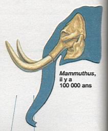 Mammuthus (100.000 ans)